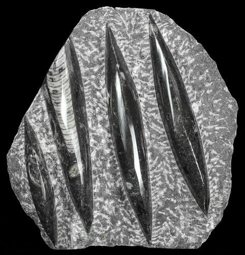 Polished Orthoceras (Cephalopod) Plate - #61536